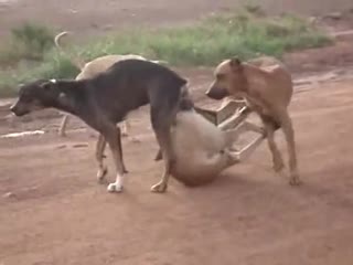 人類和動物-男子在大街對女孩做齷齪的事情圍觀的群眾卻無動於衷資源多多,等著你欣賞